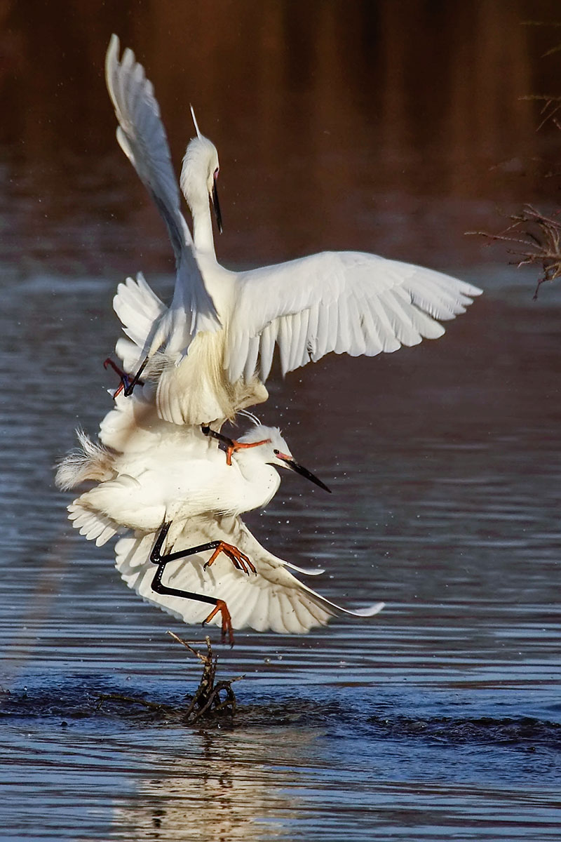 Egret - Camargue
