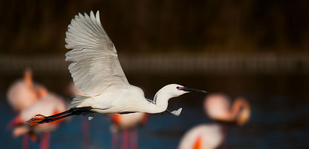 Egret - Camargue