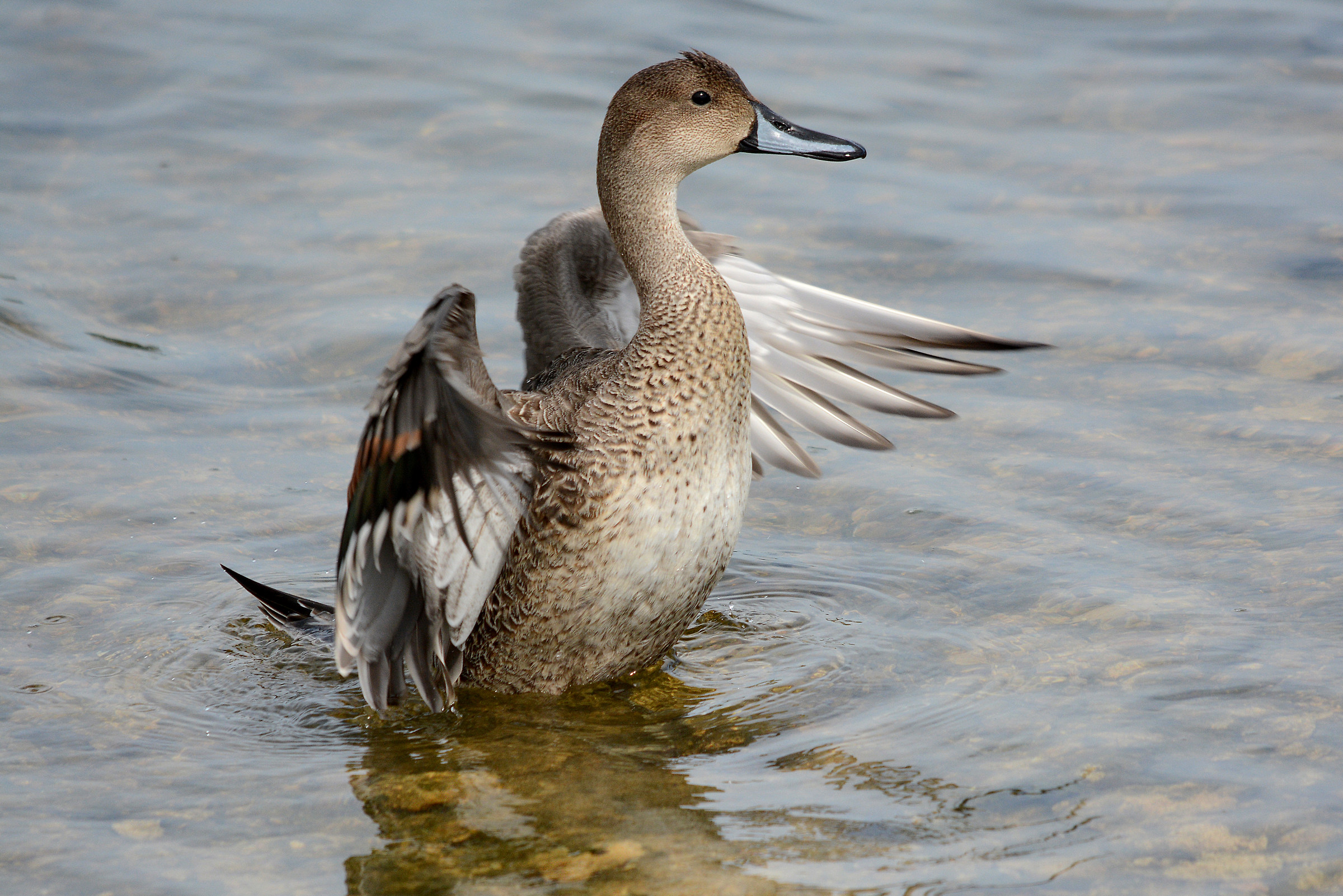 Codone femmina,una scrollatina !