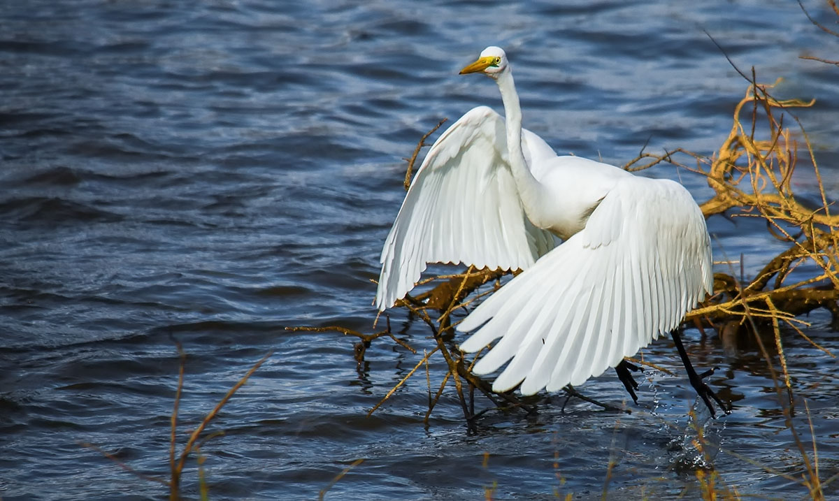 White Heron Maggiore