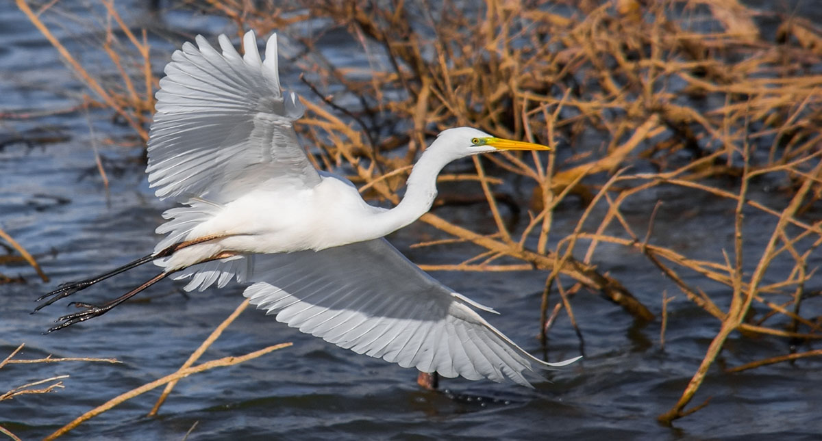 White Heron Maggiore