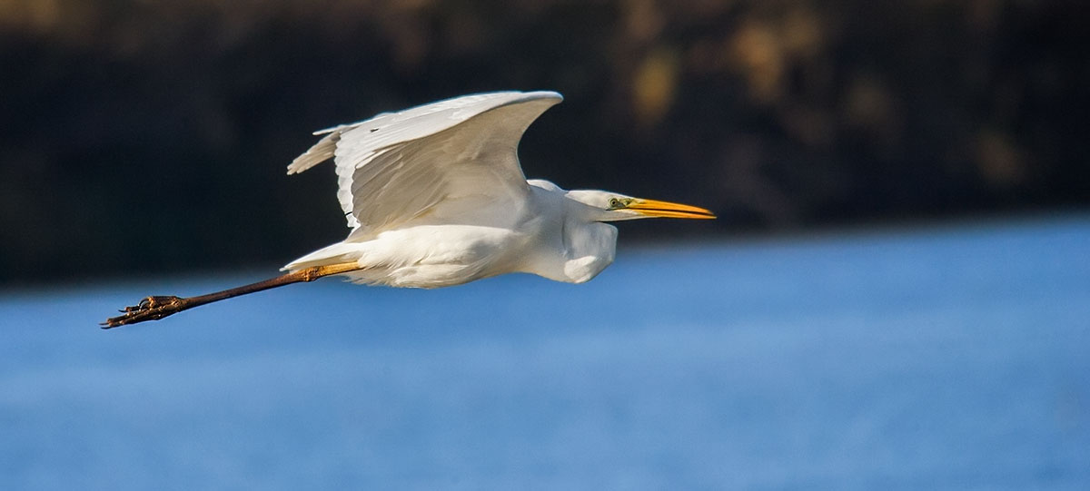 White Heron Maggiore
