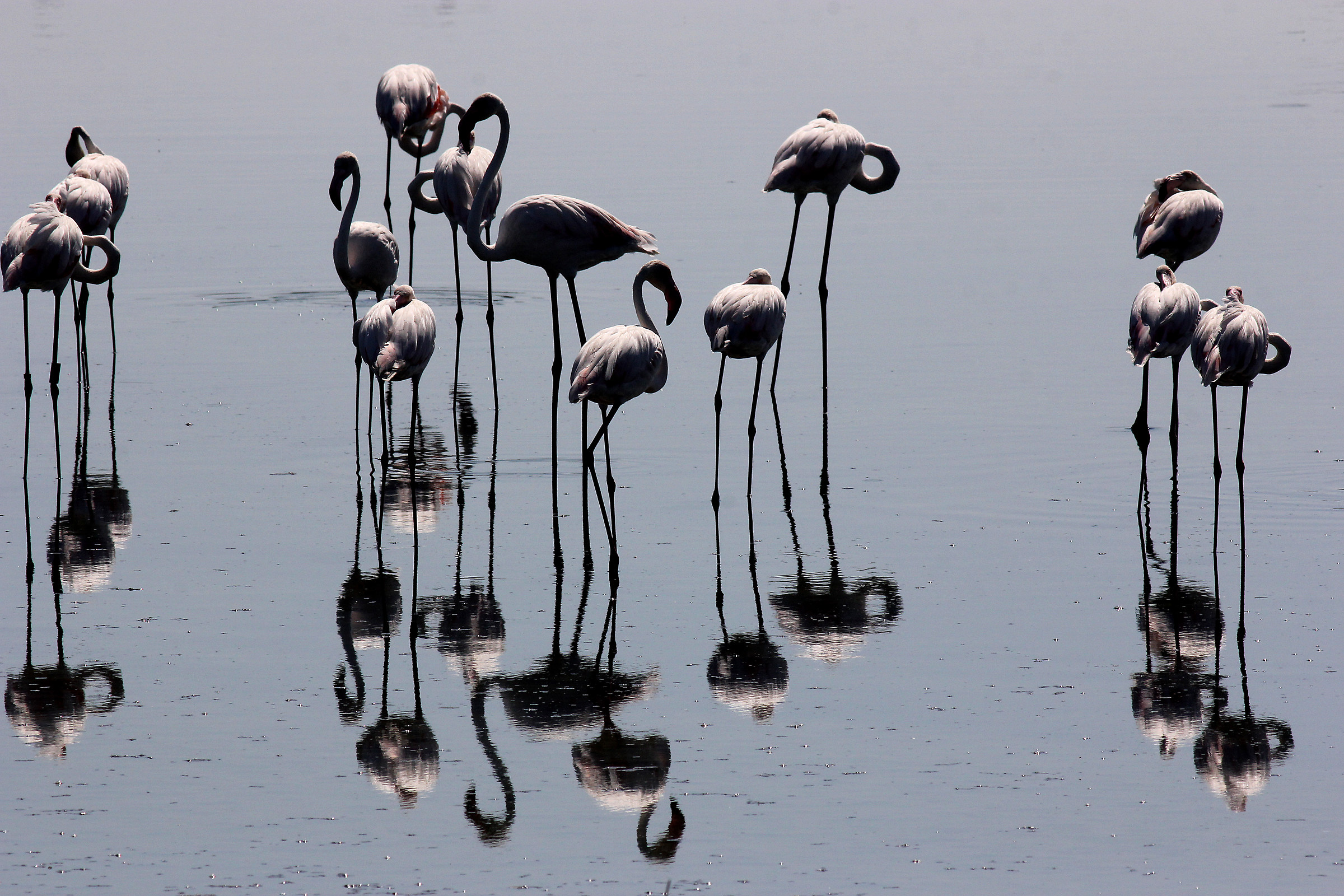 Fenicotteri in controluce.