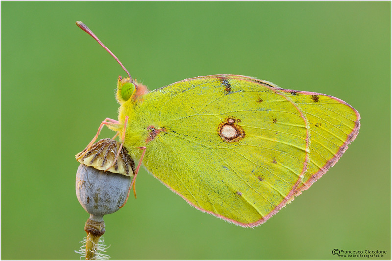 Colias crocea