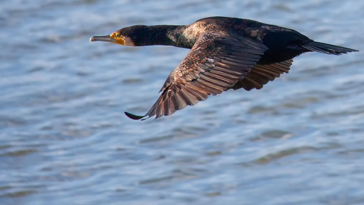 Cormorant