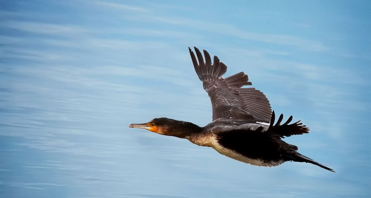 Cormorant