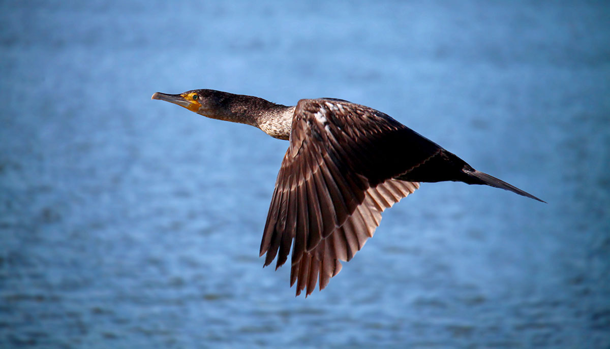 Cormorant