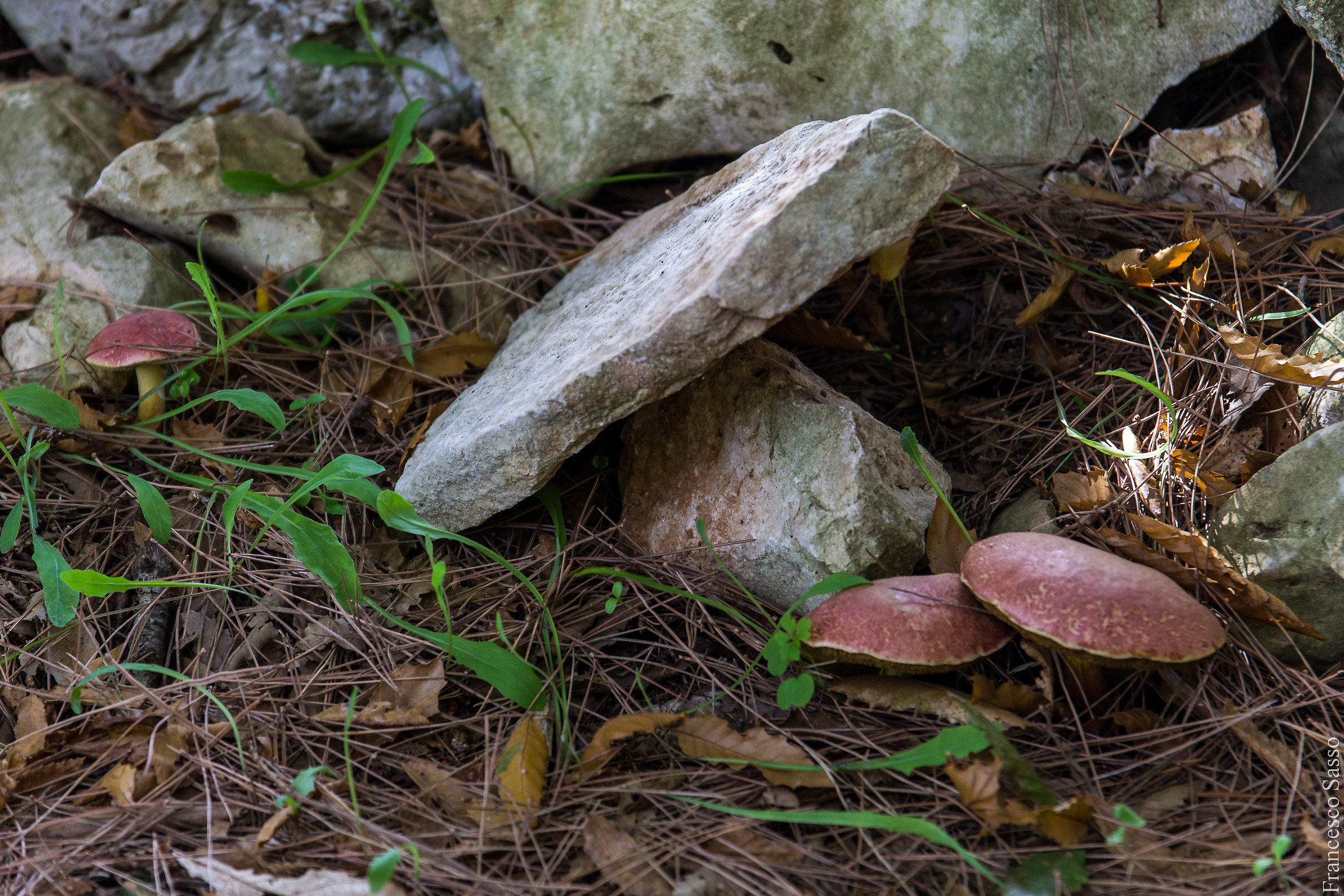 I frutti della Murgia