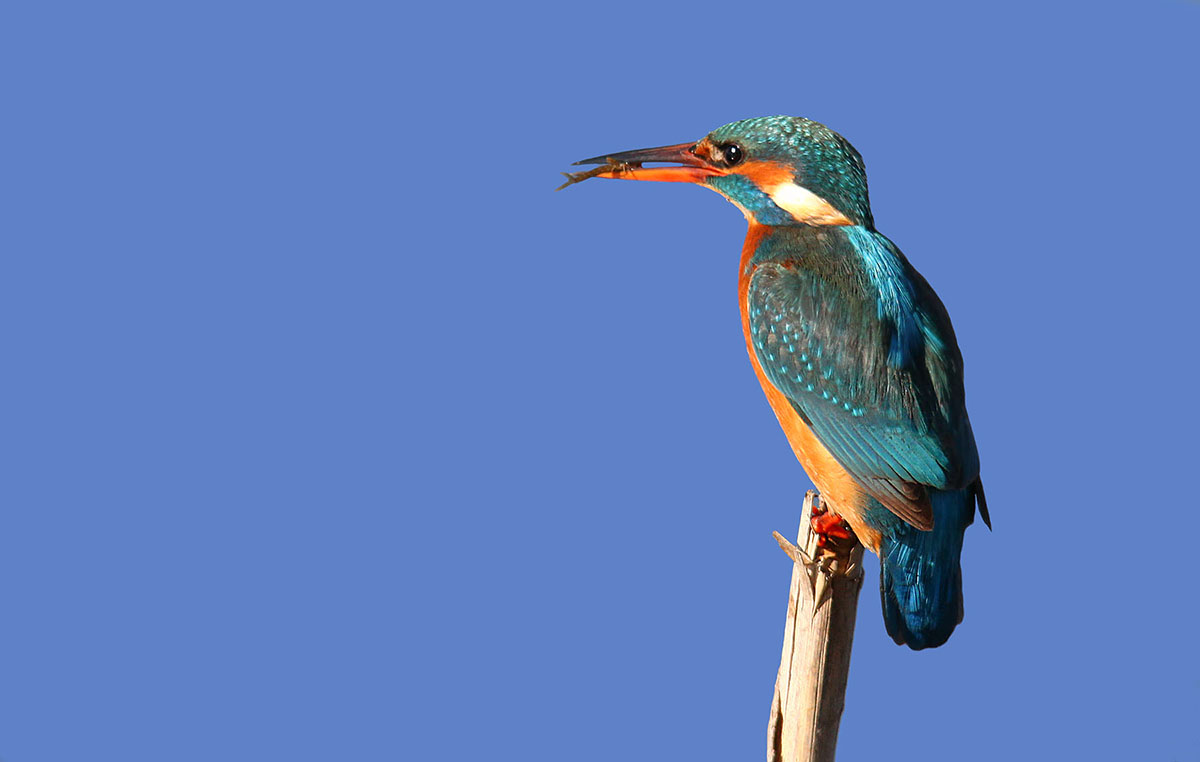 Kingfisher