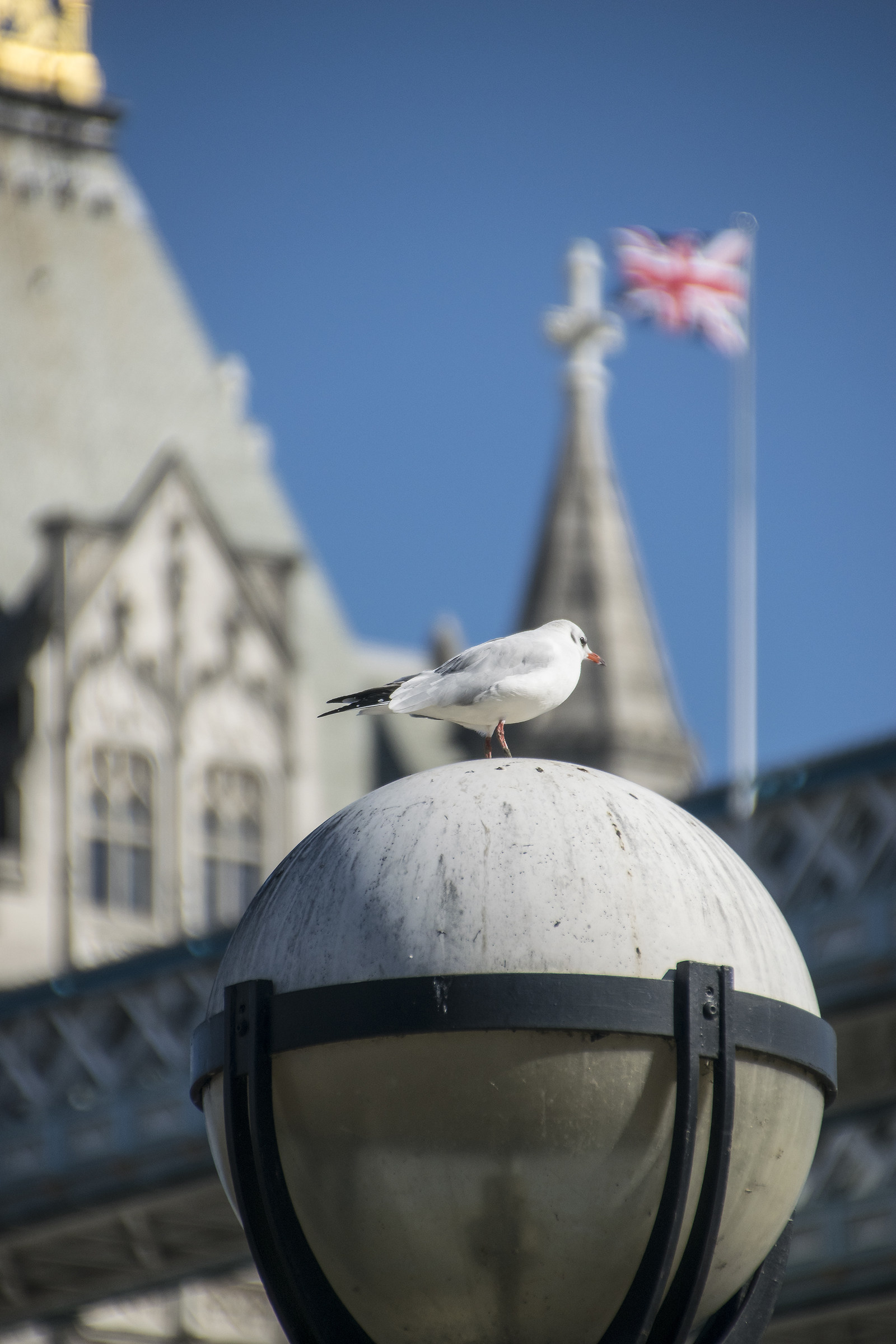 Il gabbiano Londinese
