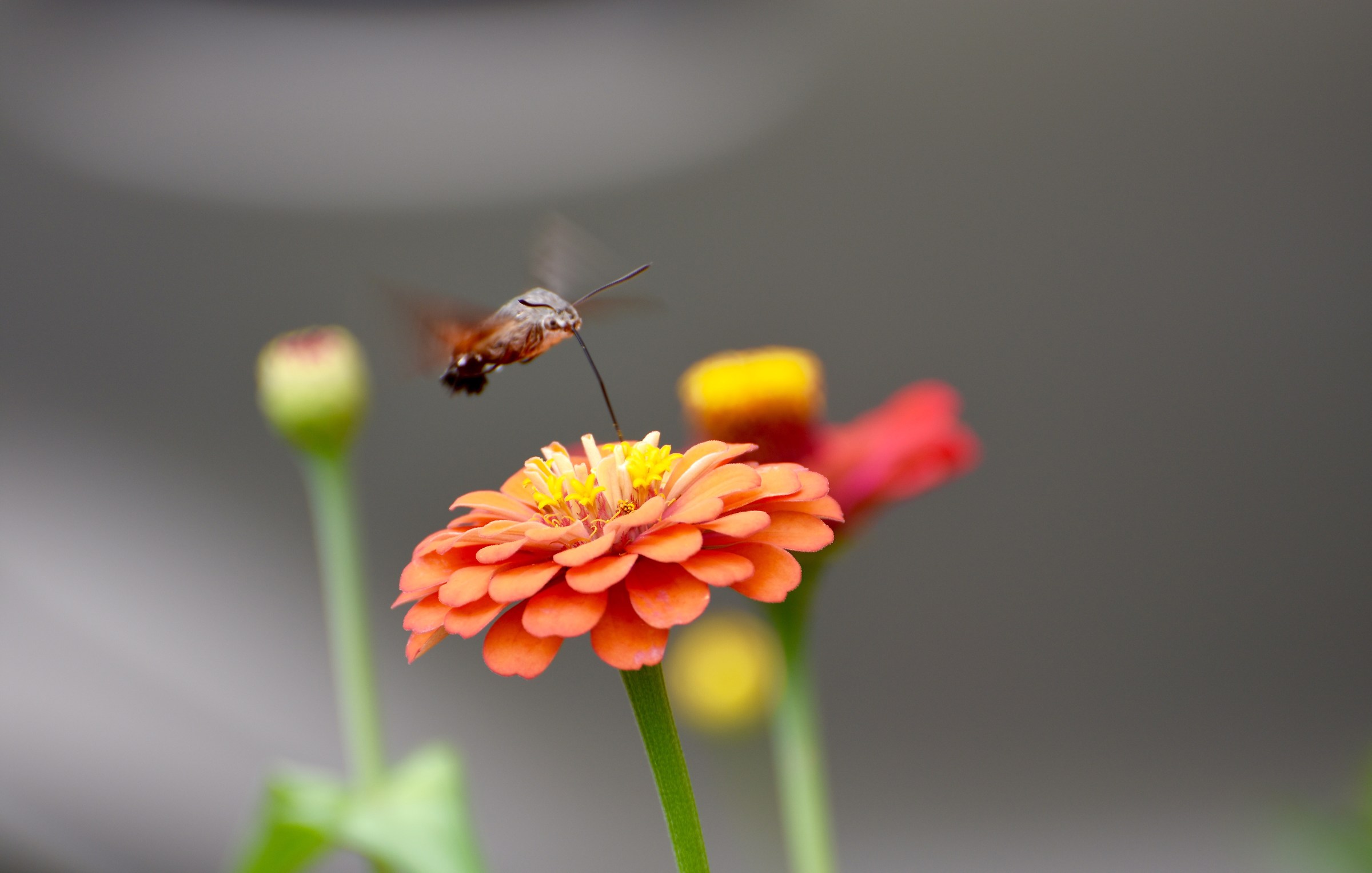Nettare, che bontà!!!!