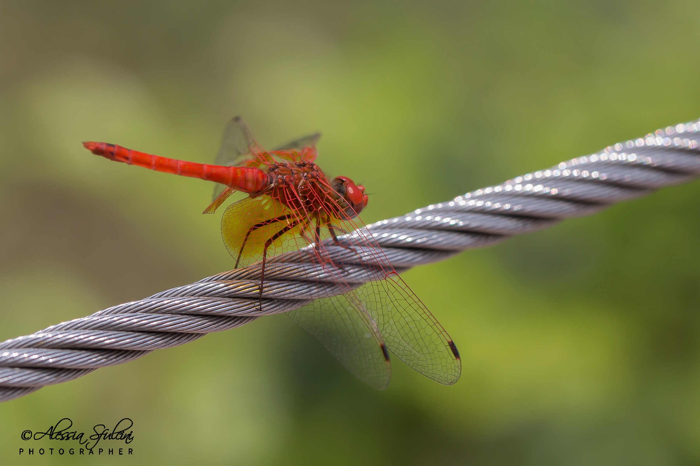 Orange Dragonfly