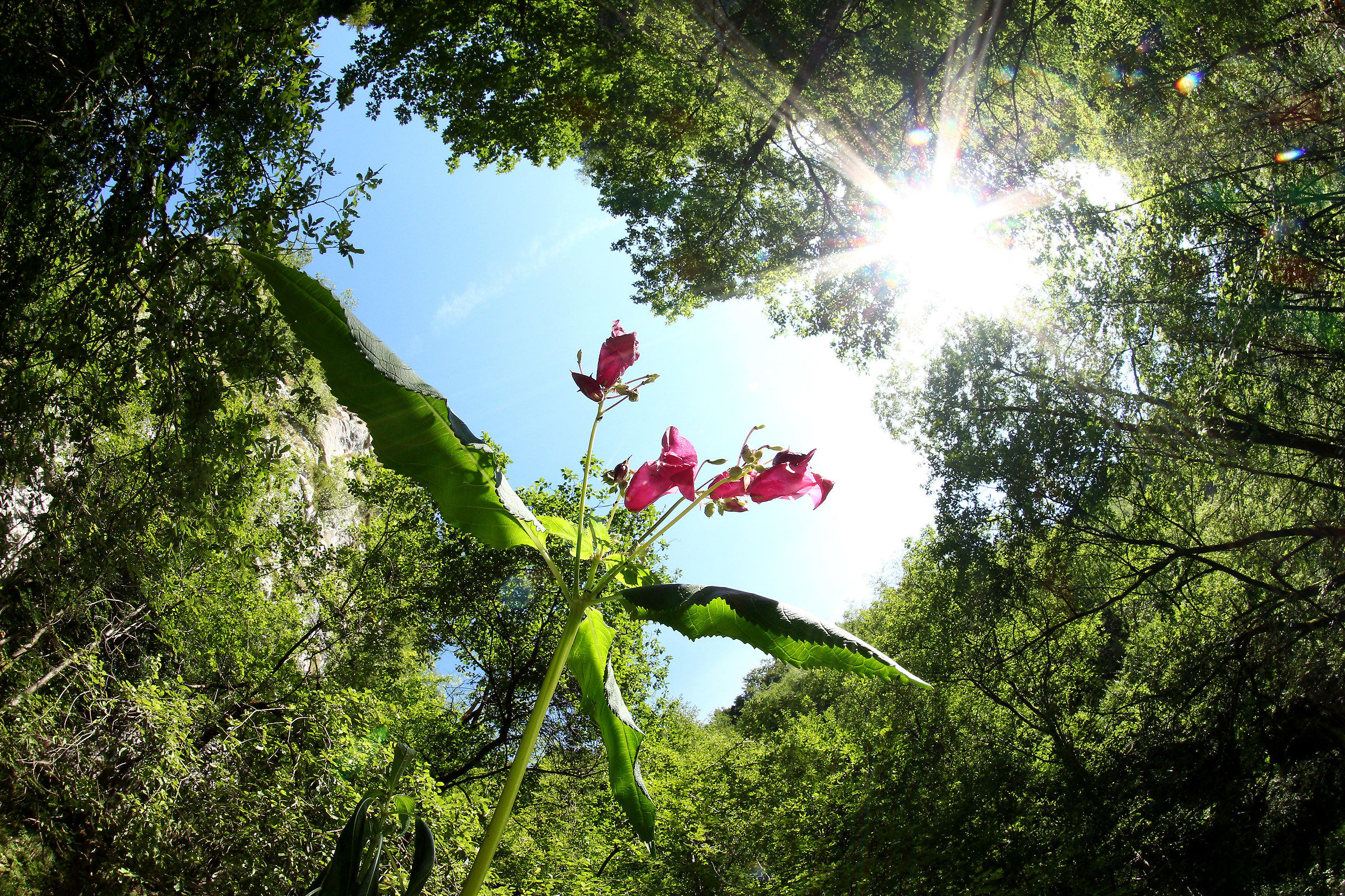 The world as seen by ants