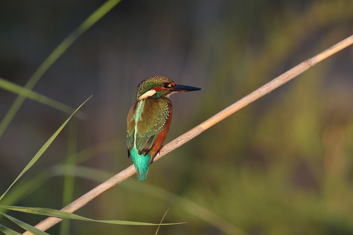 Kingfisher at sunrise, looking away from sun