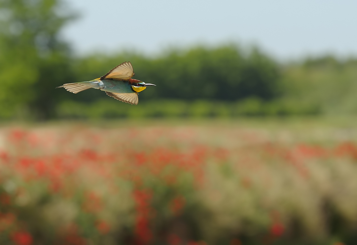 bee-eater