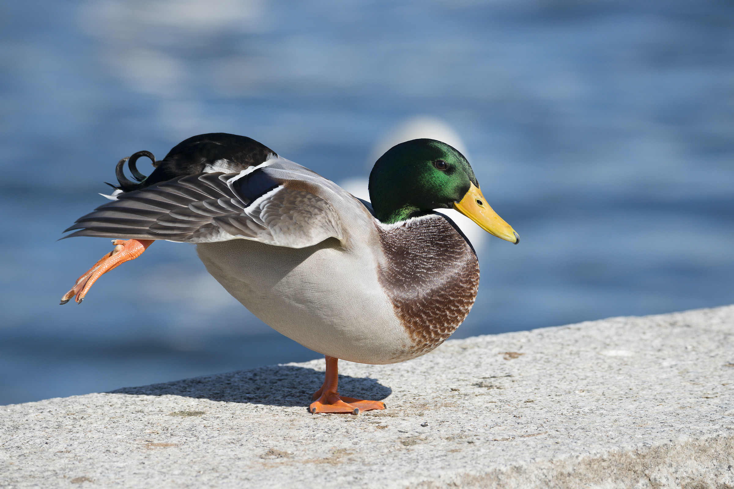 Eeeeee one and two, and one and two of those ... zampeeee !!