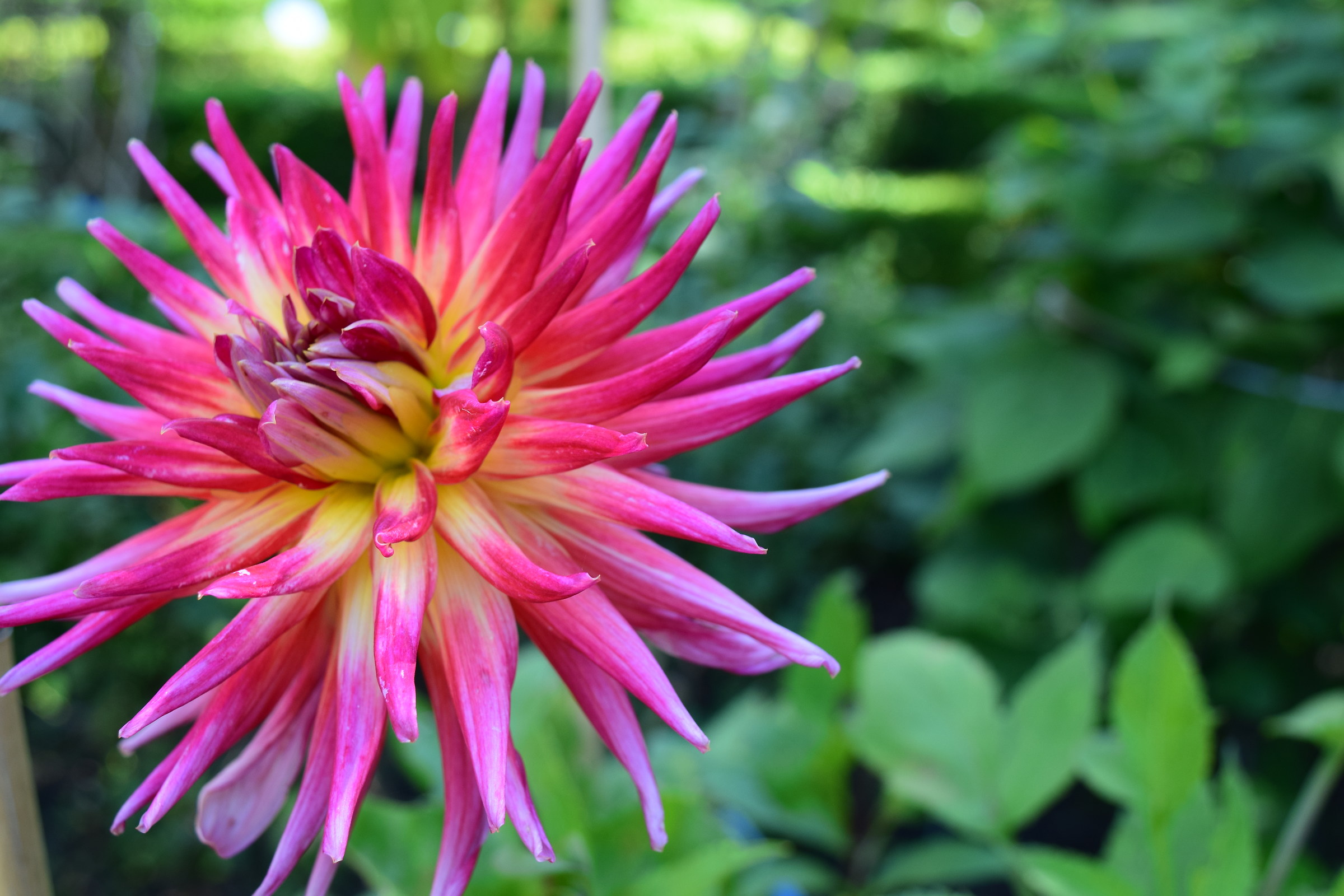 The flower and its colors