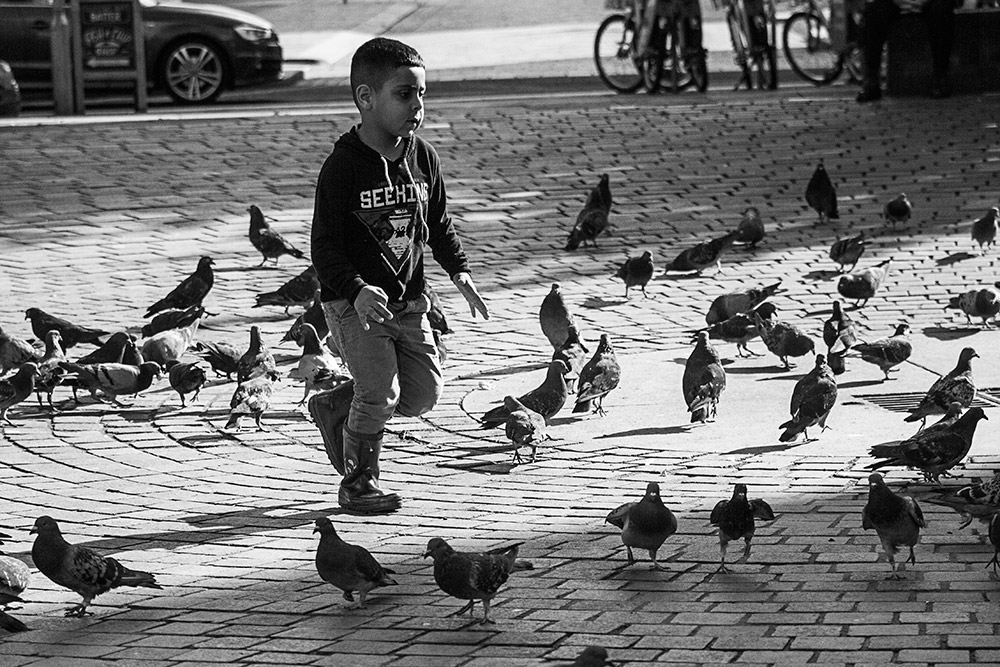 la corsa tra i piccioni....che passione