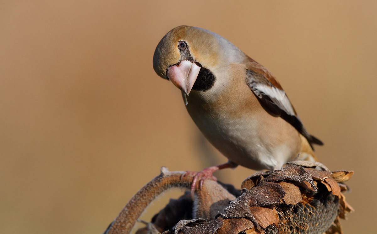 Grosbeak