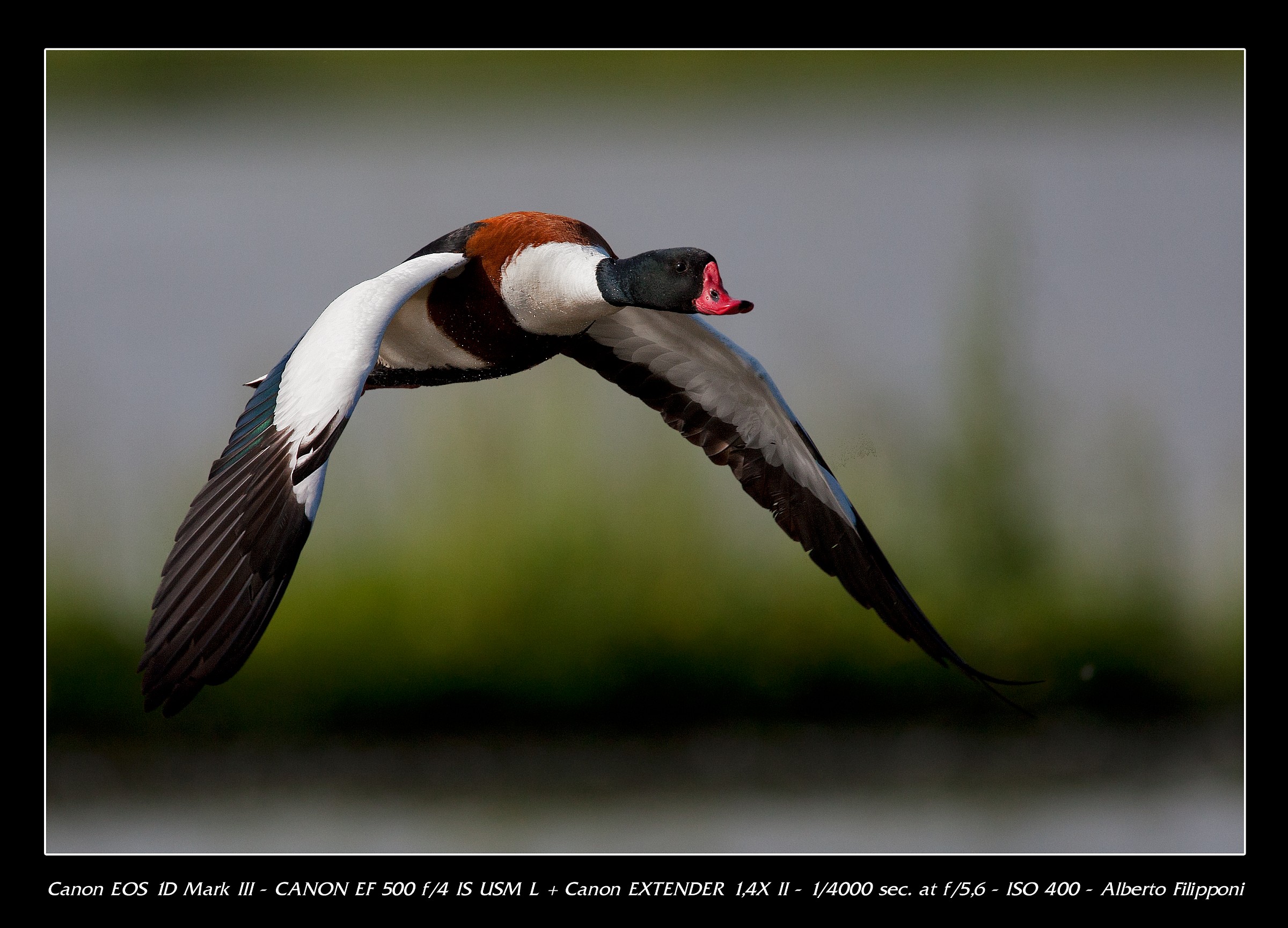 Shelduck in flight