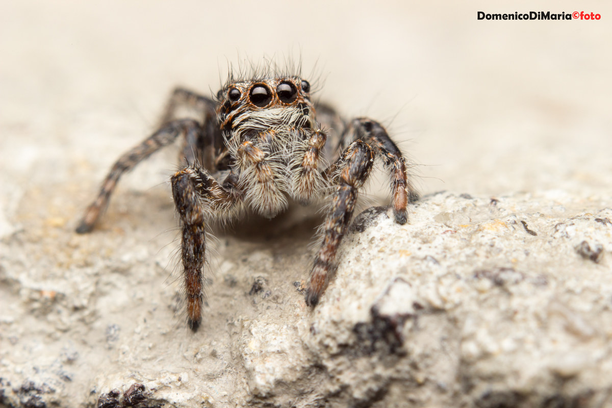 Ragno Saltatore (Jumping Spider Salticidae)