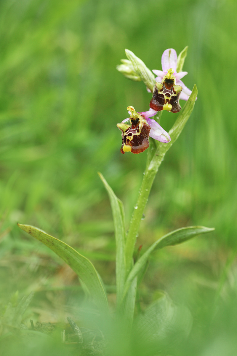 Ophrys Fuciflora (?)