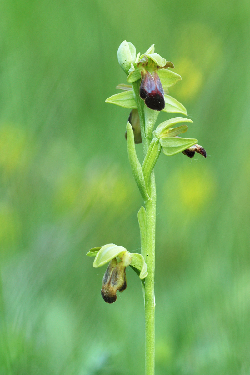 Ophrys Fusca