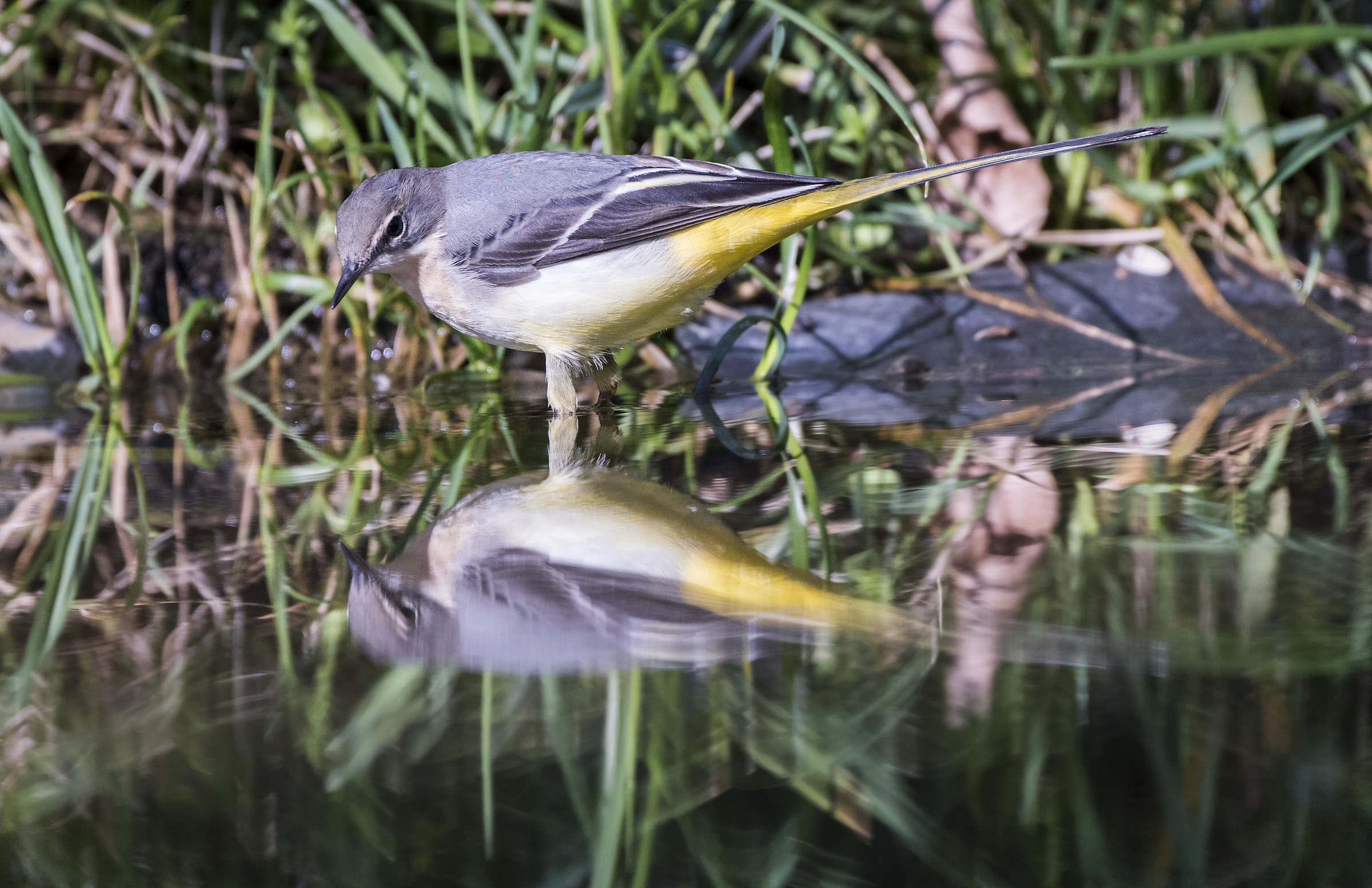 Il Riflesso della Ballerina