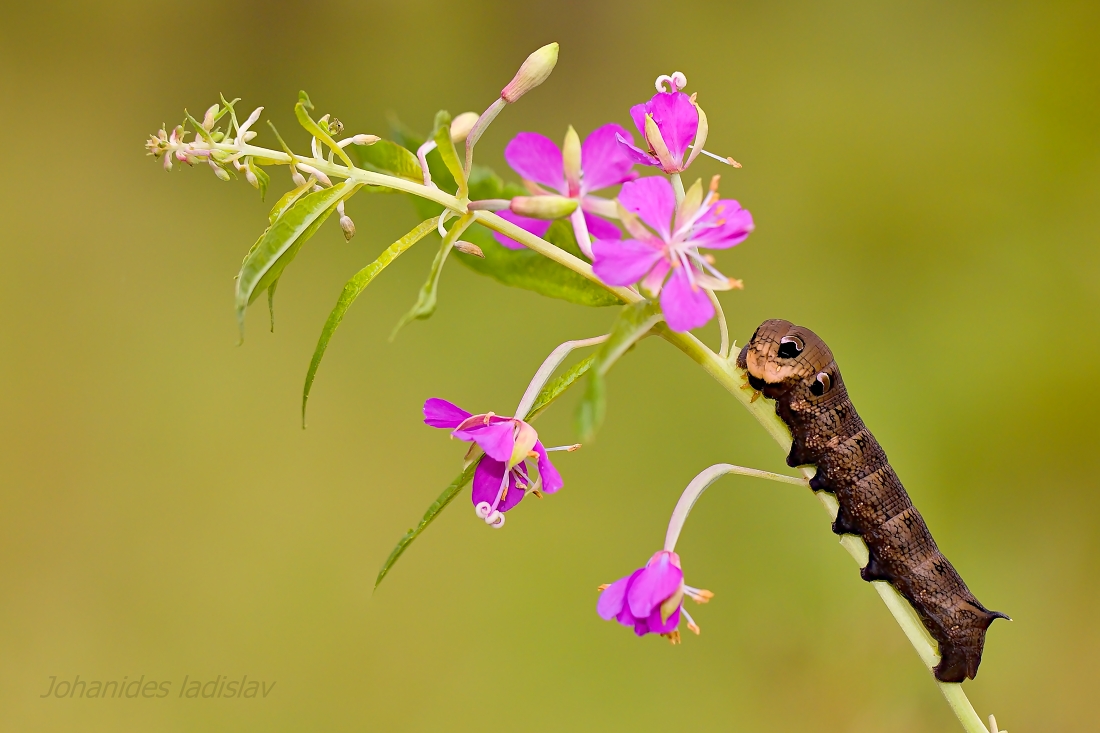 Deilephila elpenor (Larva)