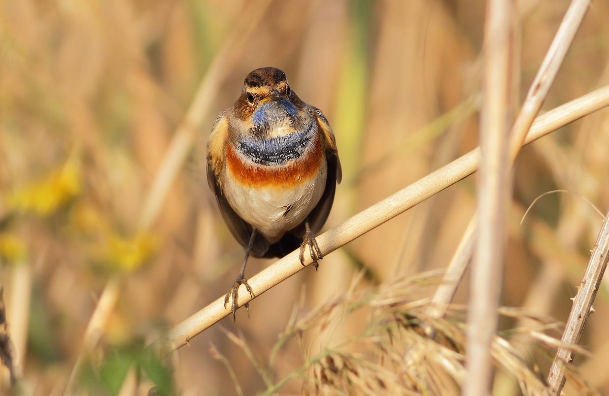 bluethroat