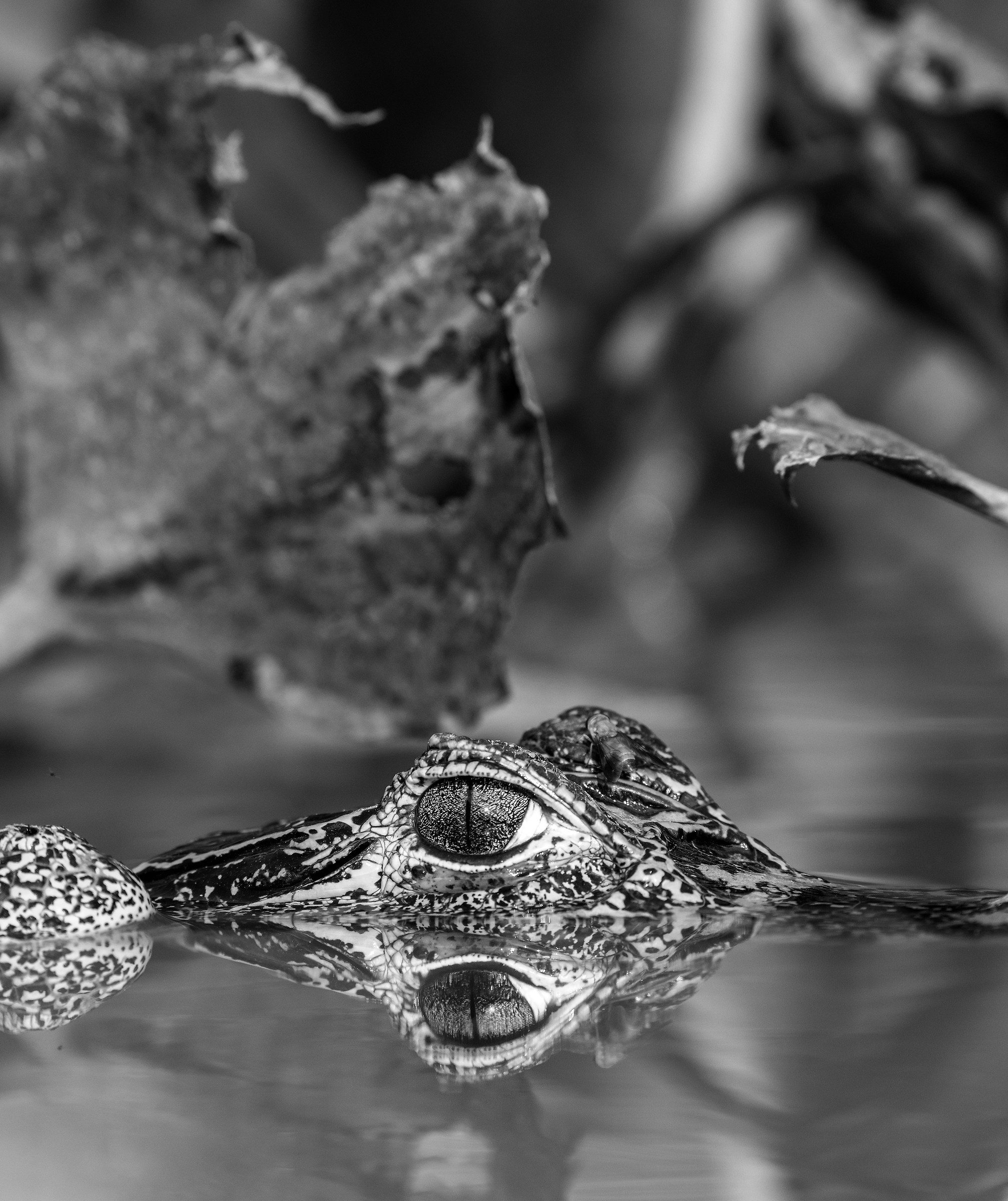 Pantanal 2015 - Caiman B&W