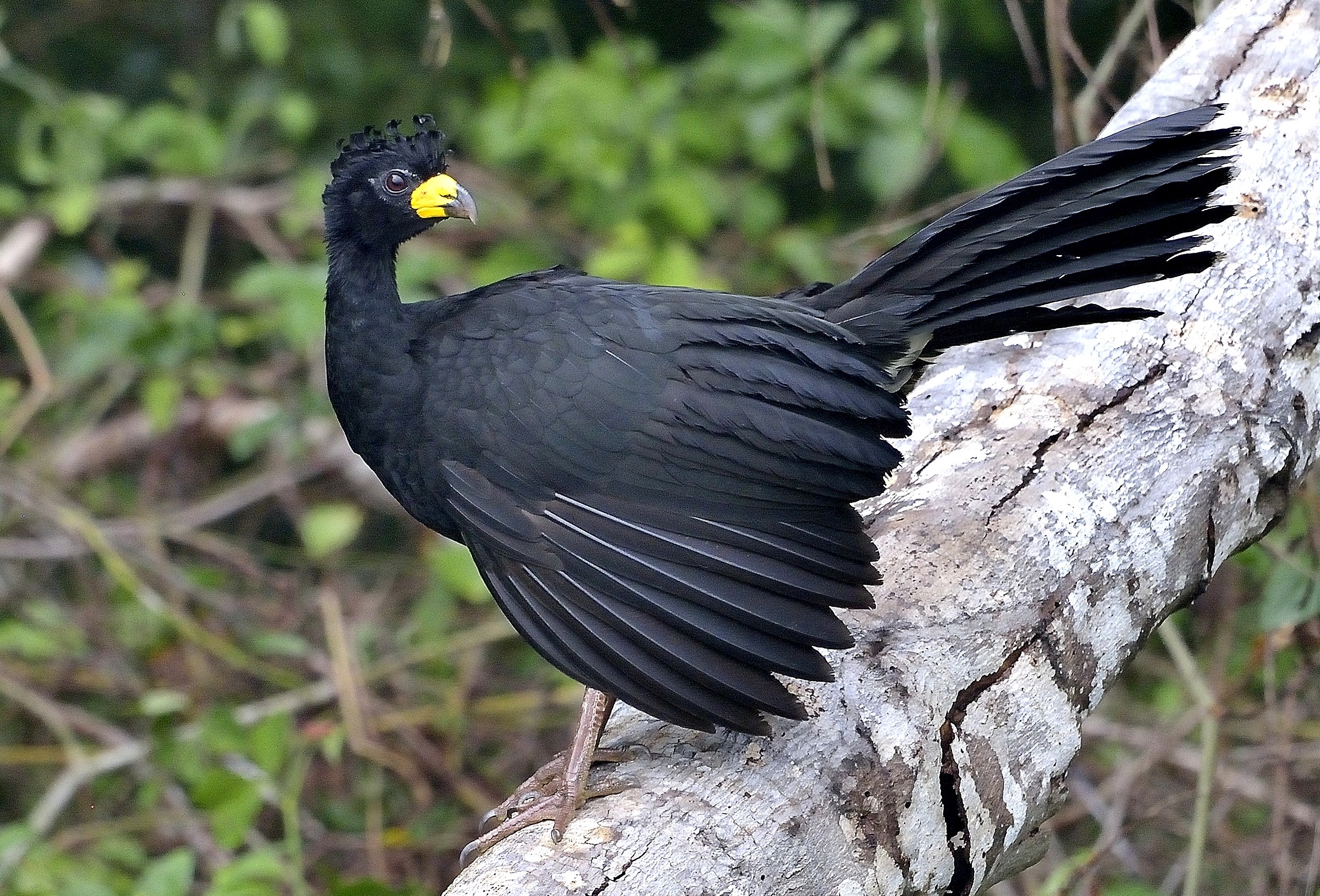 Pantanal 2015 - Bare-faced curassow (Crax fasciolata)