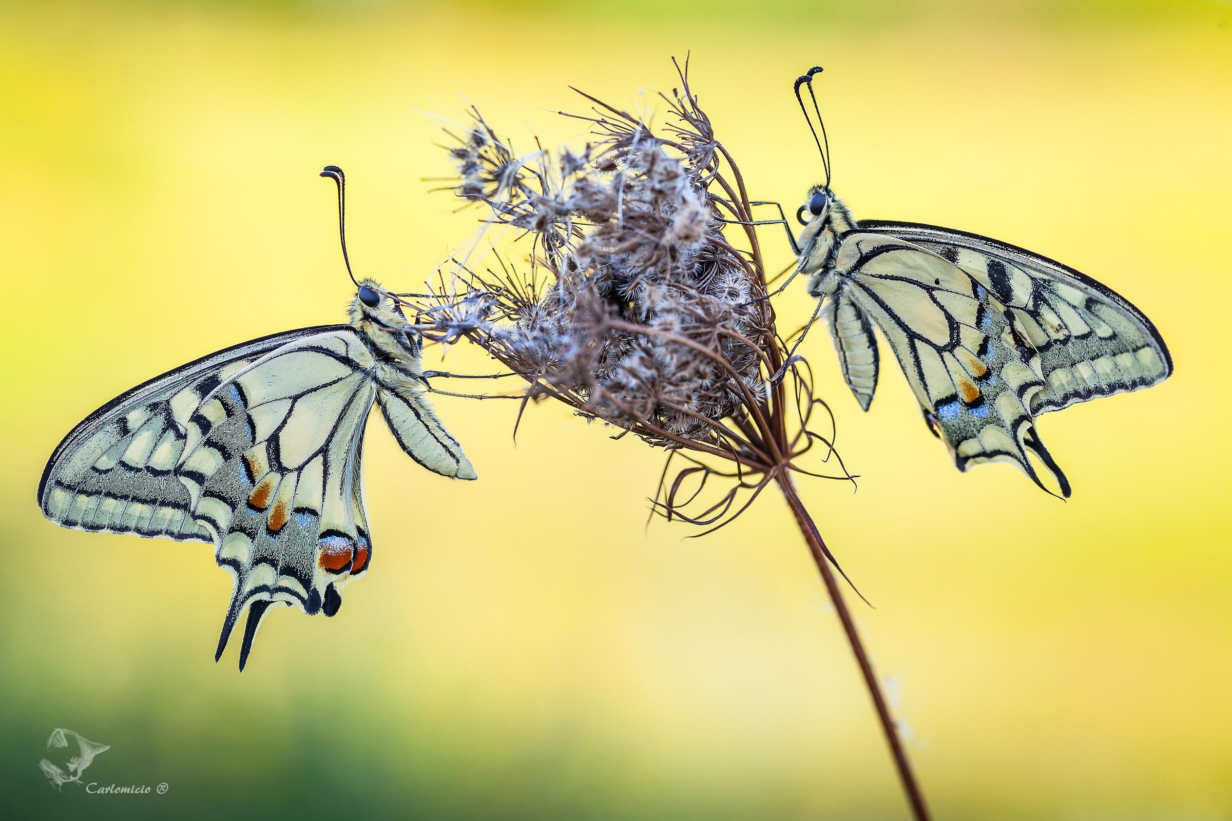 Papilio machaon