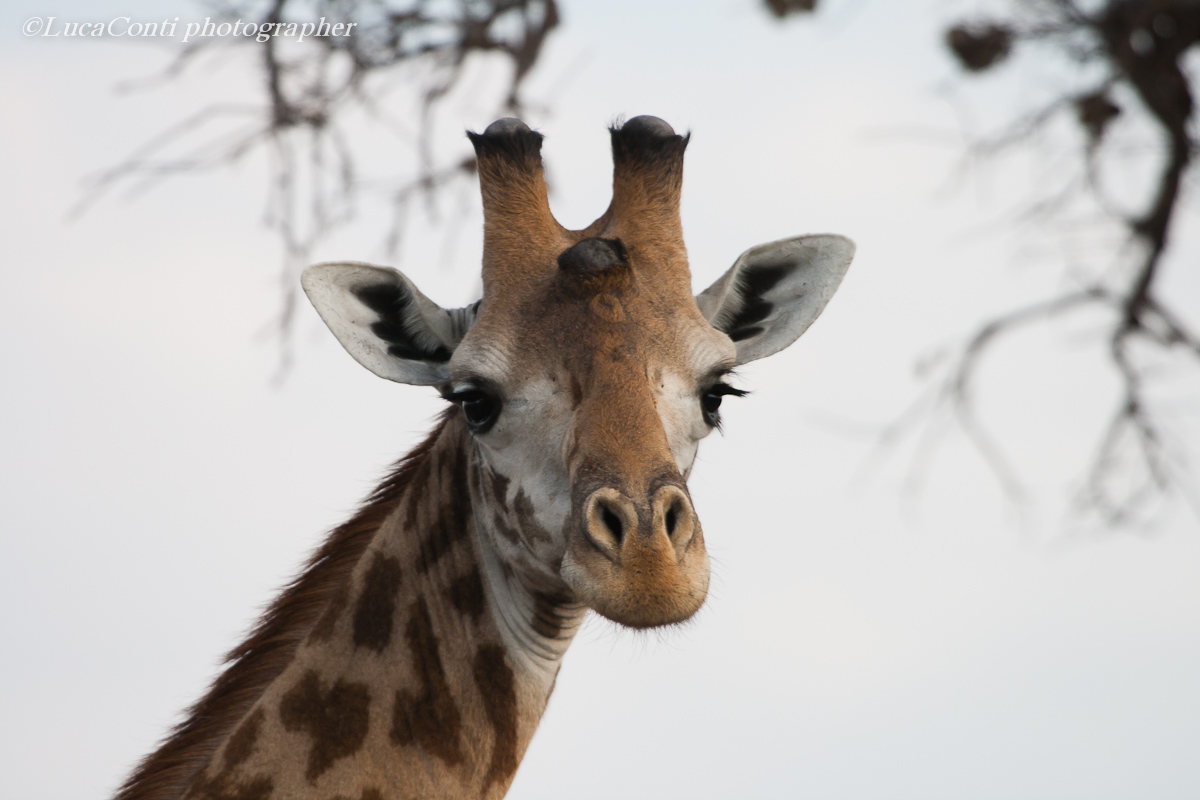 mikumi (tanzania meridionale) agosto 2011