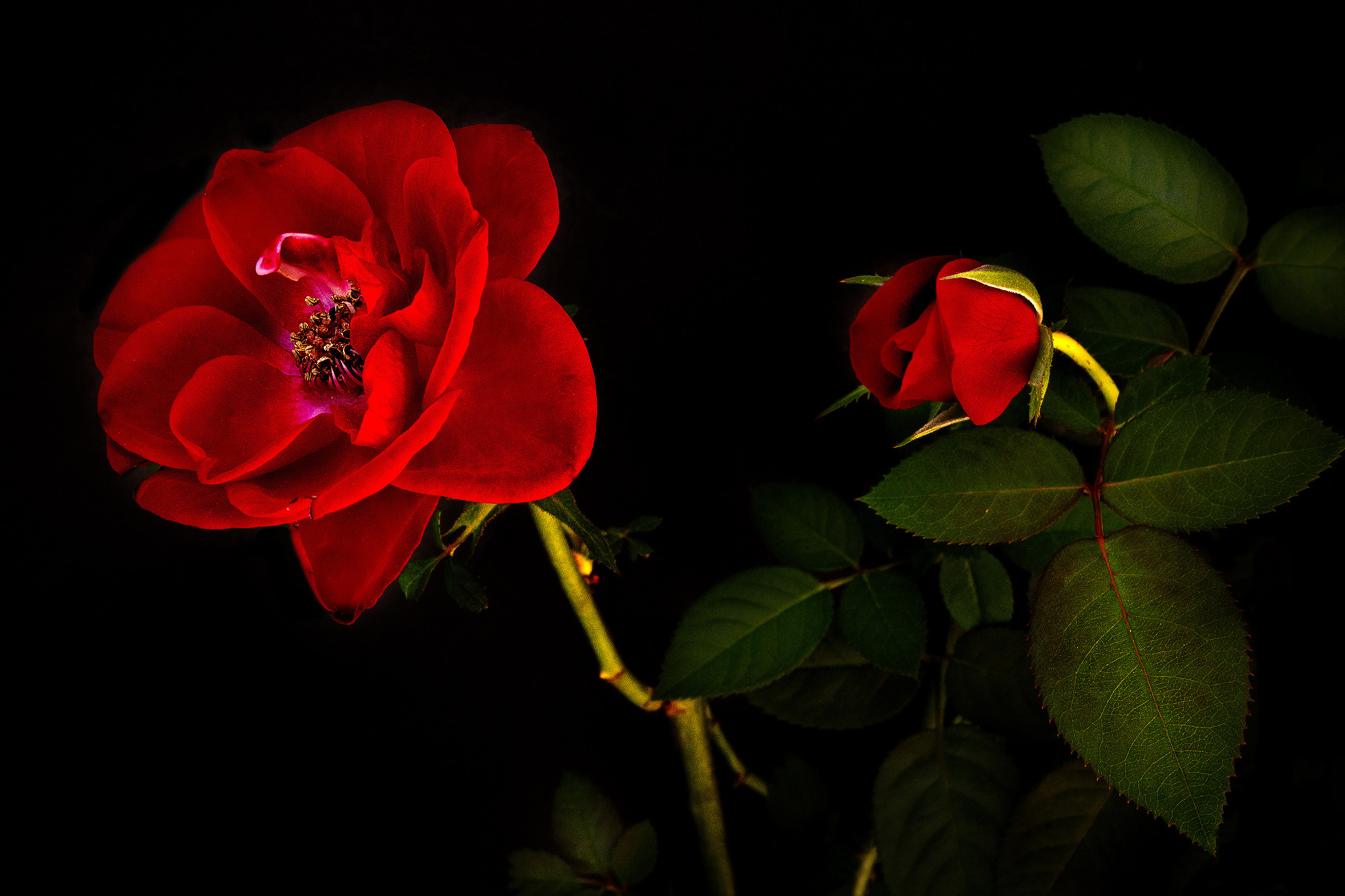 Buonanotte mamma...'notte mia piccola Rosa