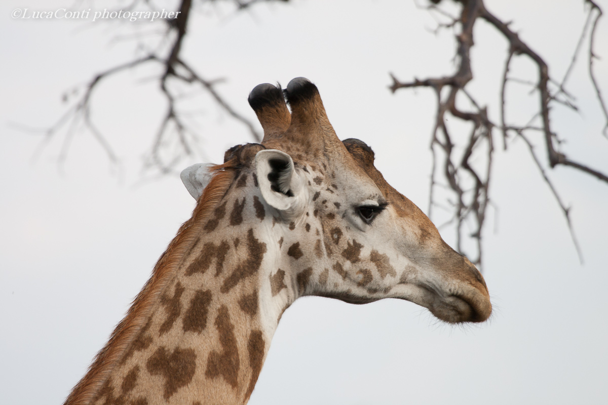 mikumi (tanzania meridionale) agosto 2011