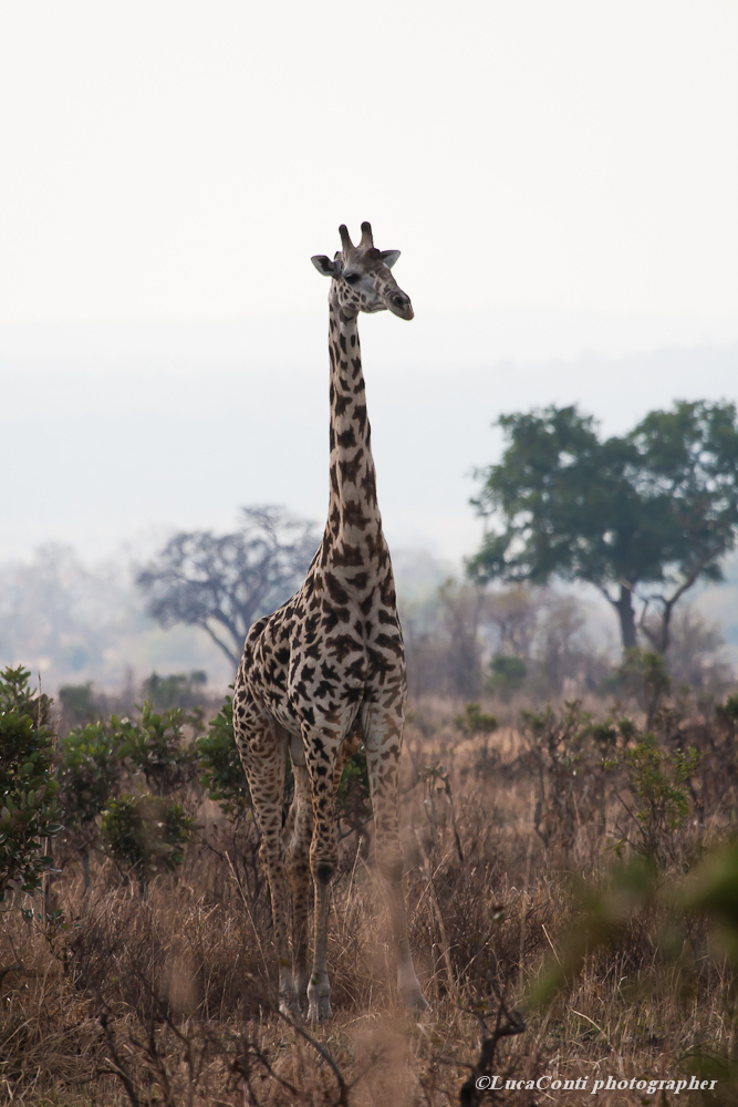 mikumi (tanzania meridionale) agosto 2011