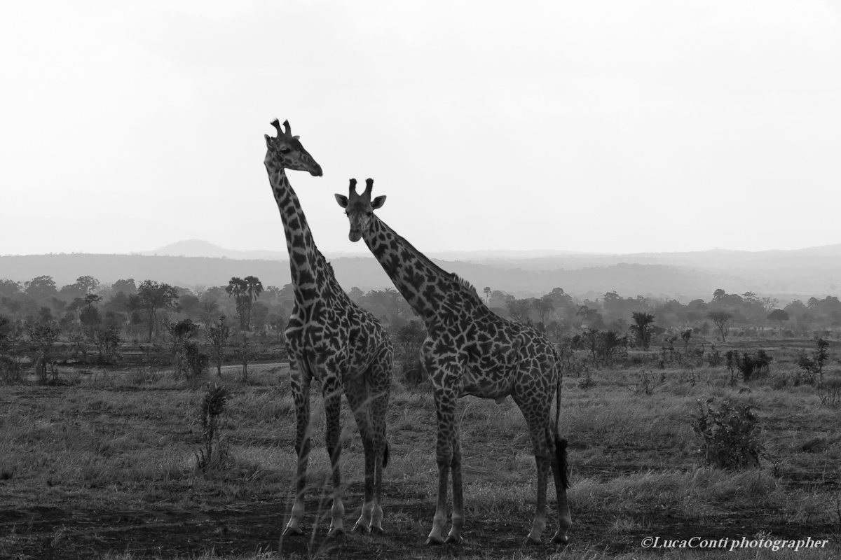 mikumi (tanzania meridionale) agosto 2011