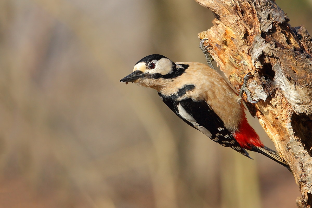 Spotted Woodpecker