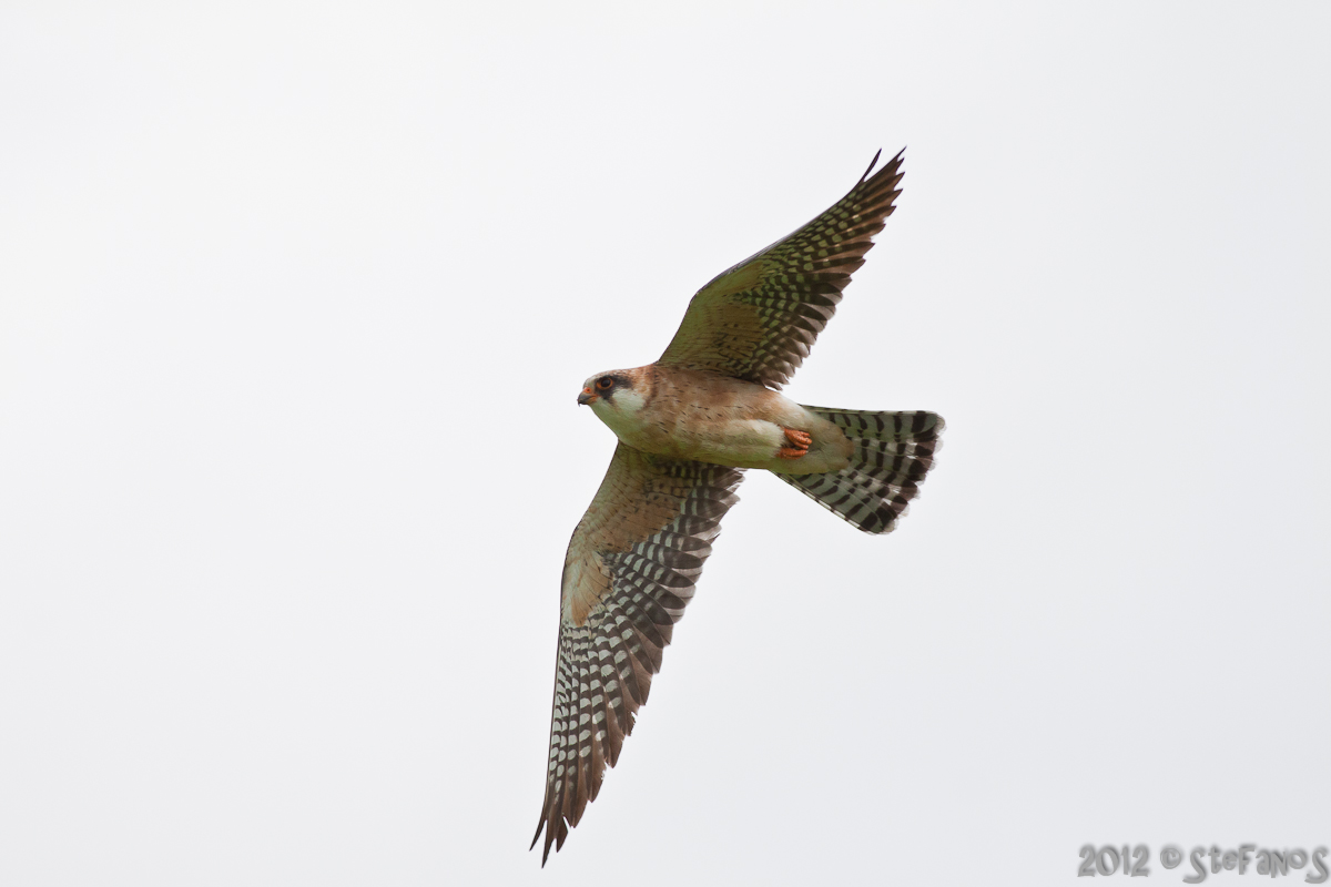Falco cuculo femmina in volo