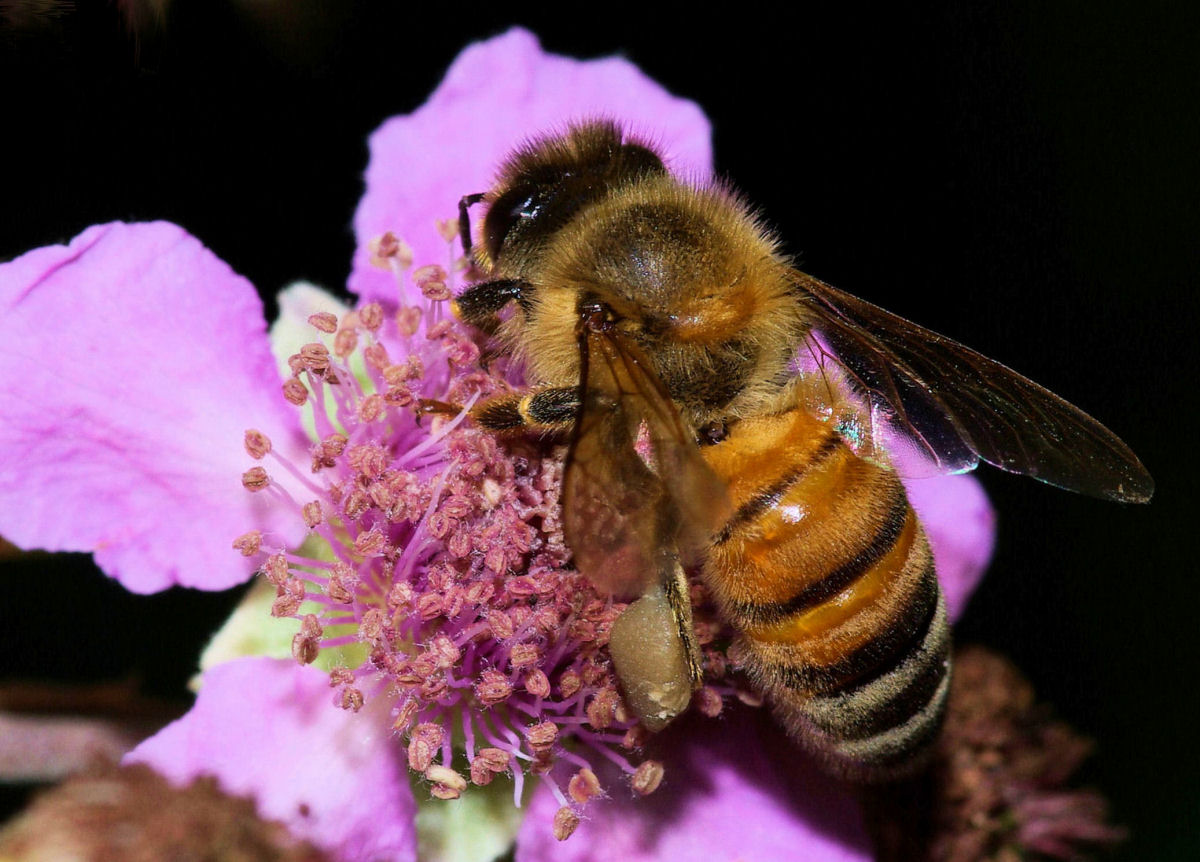la bottinatrice al lavoro