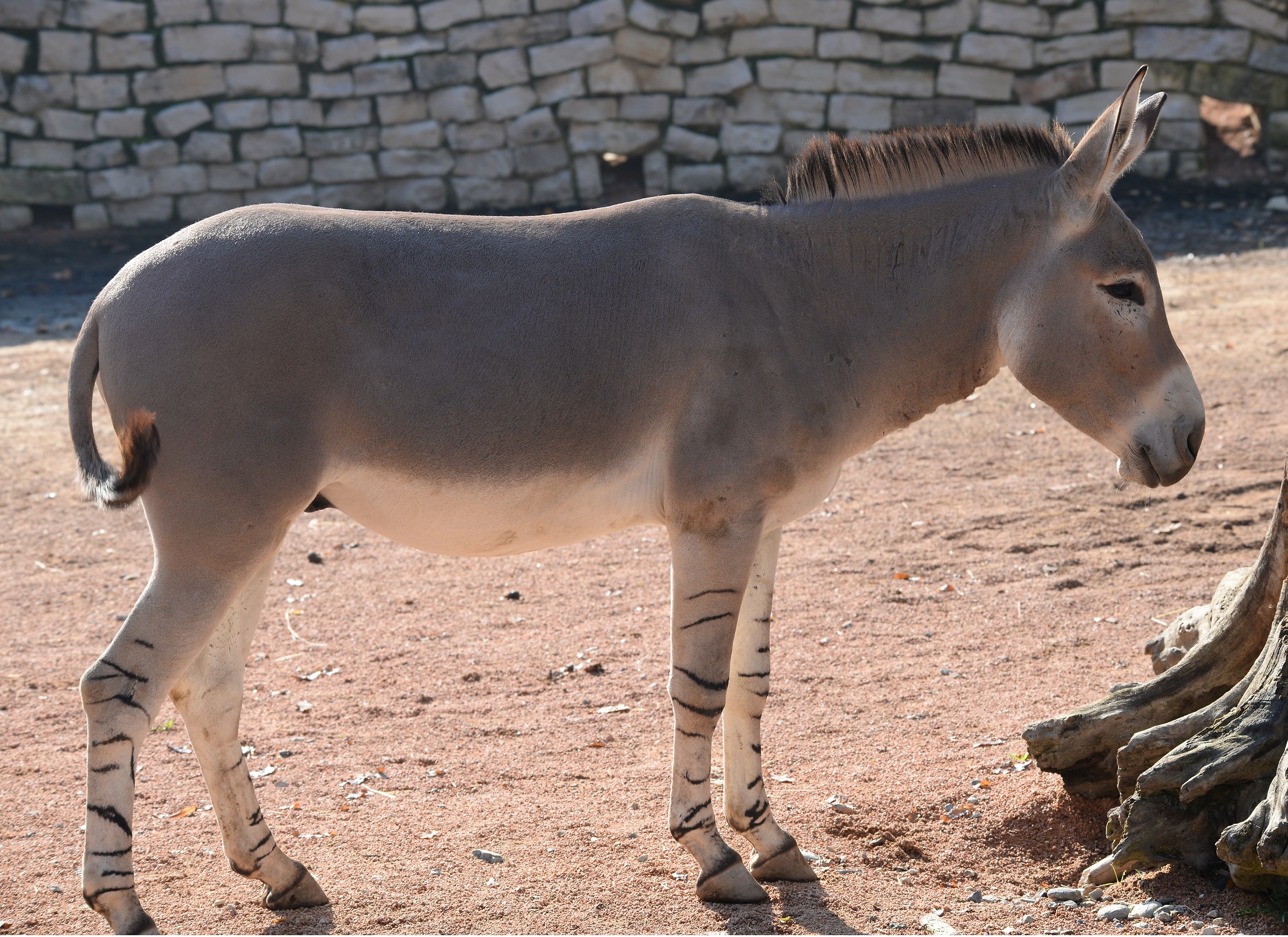 Somali donkey
