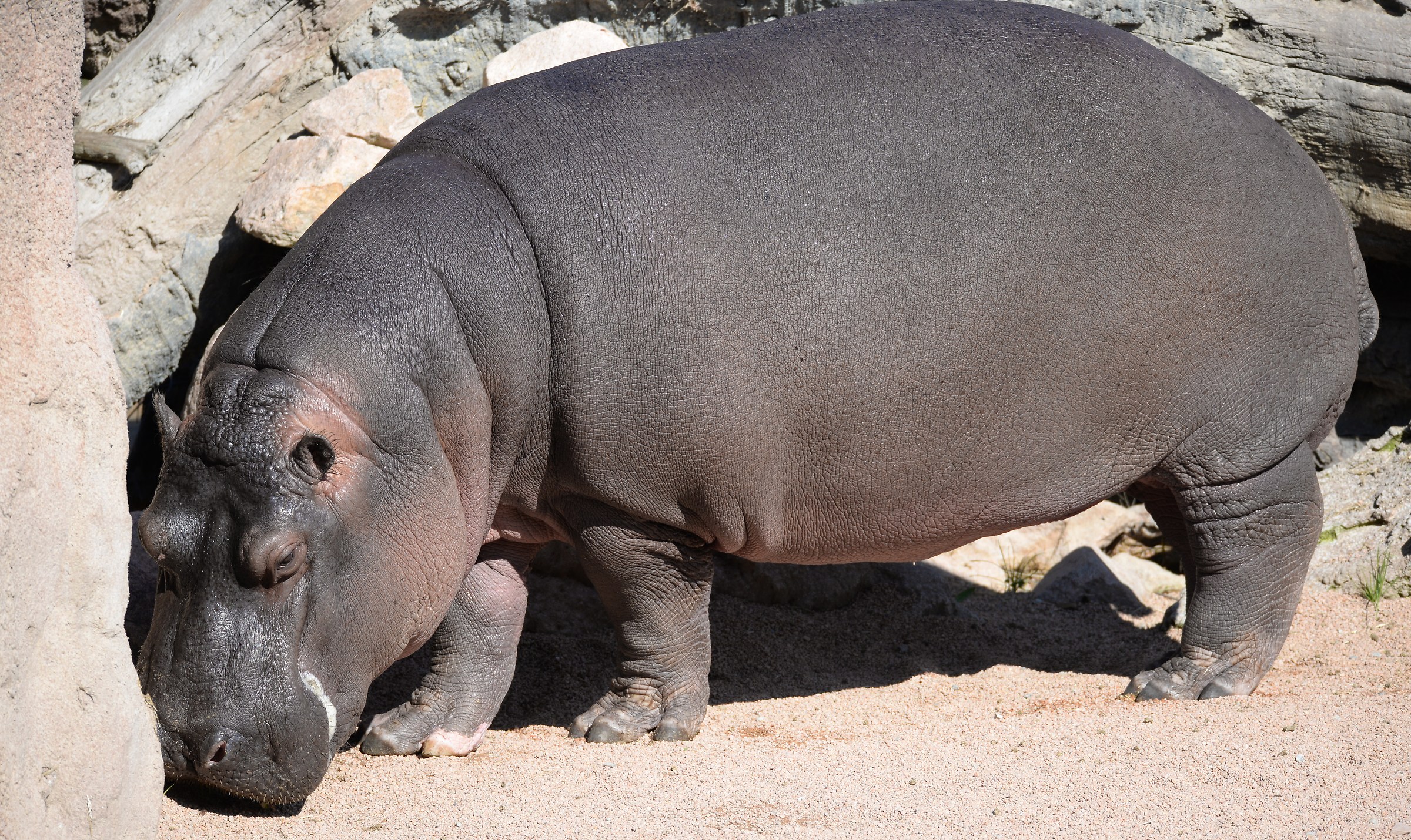 Hippopotamus