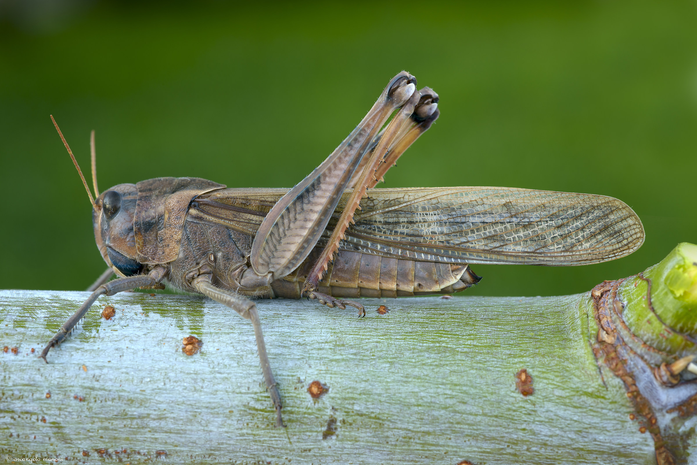 Grasshopper