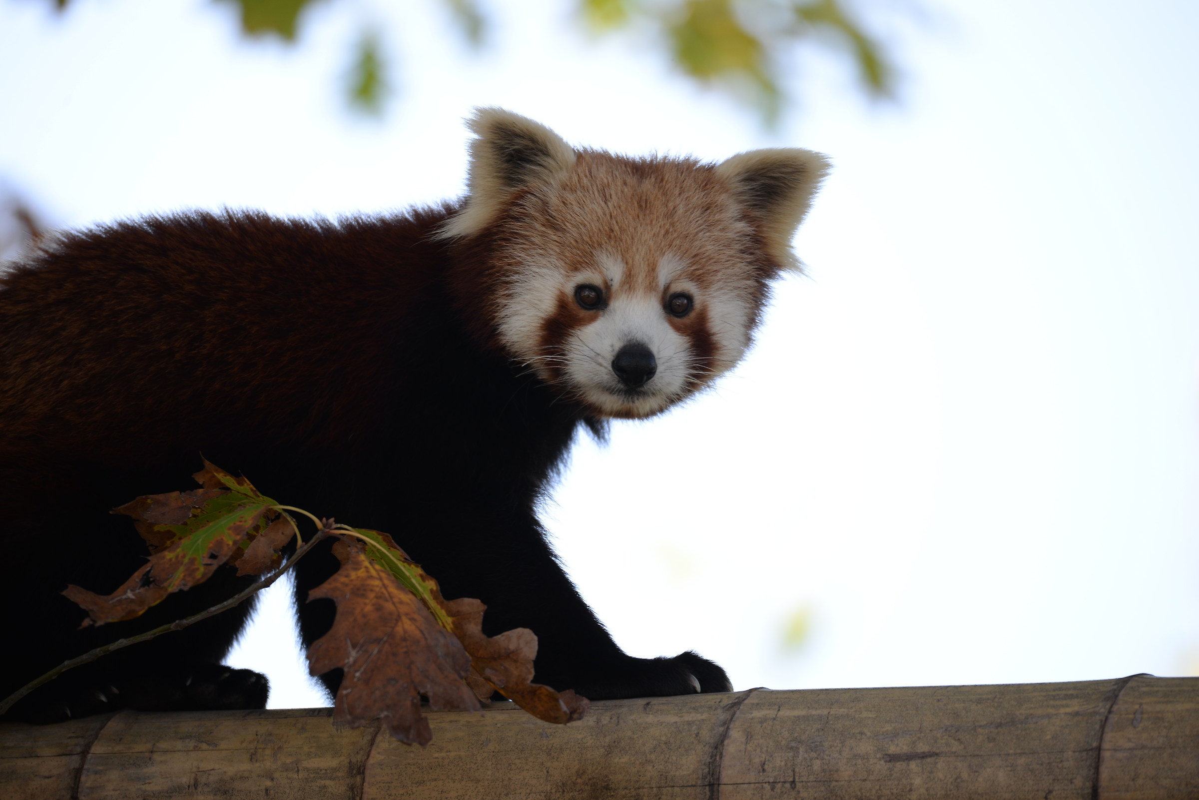 Red Panda 1