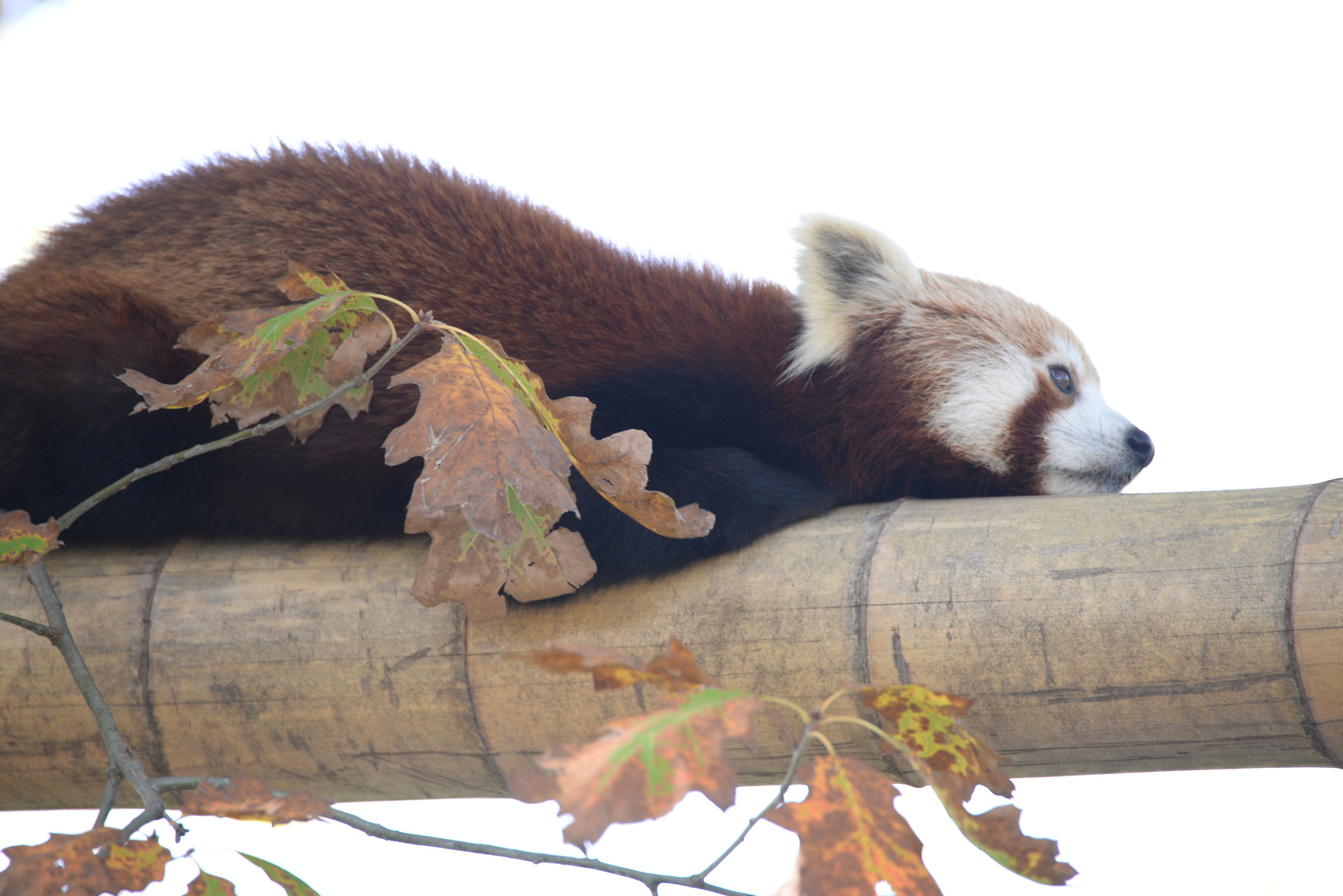 Red Panda 2