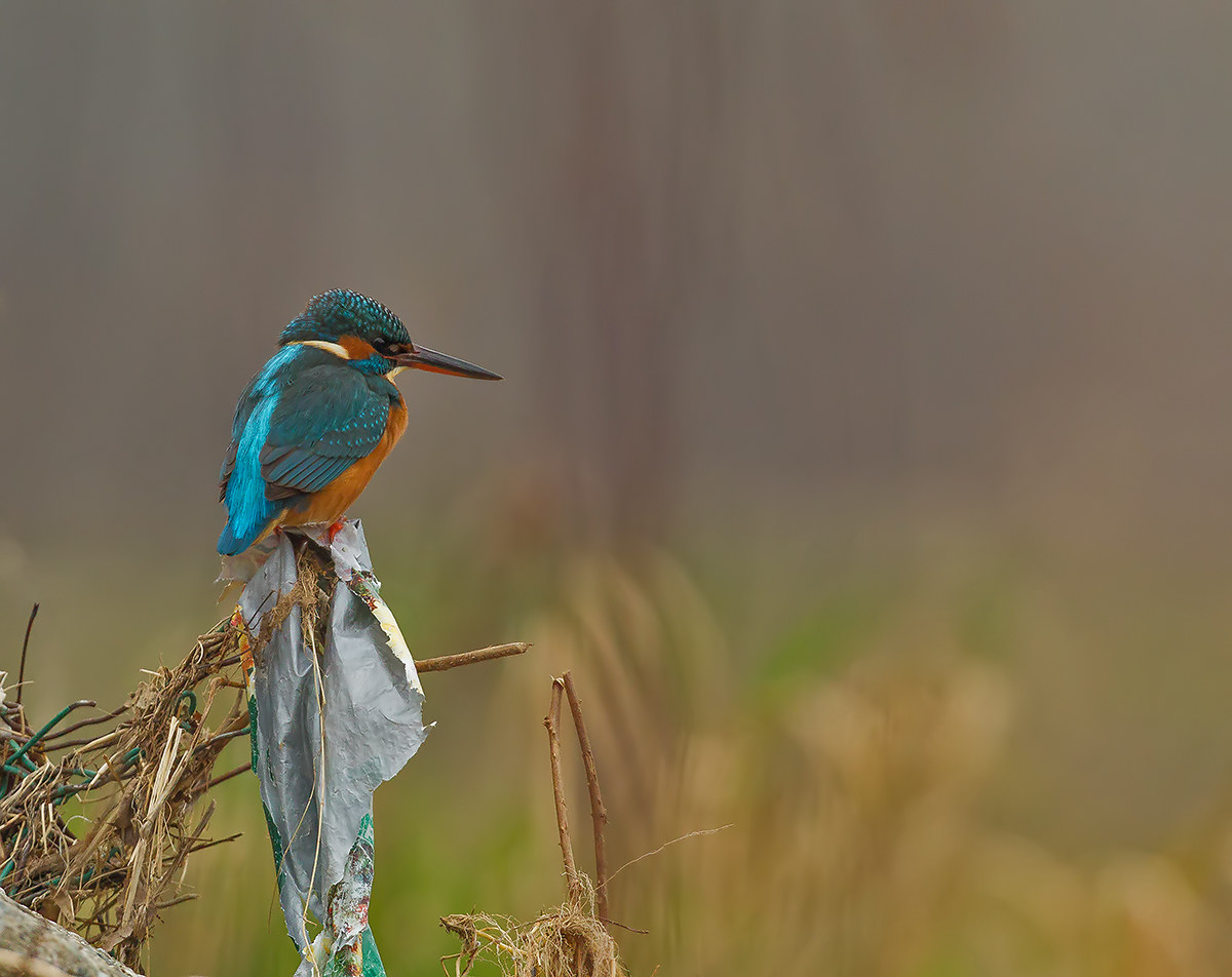 Il fiore dell'inciviltà