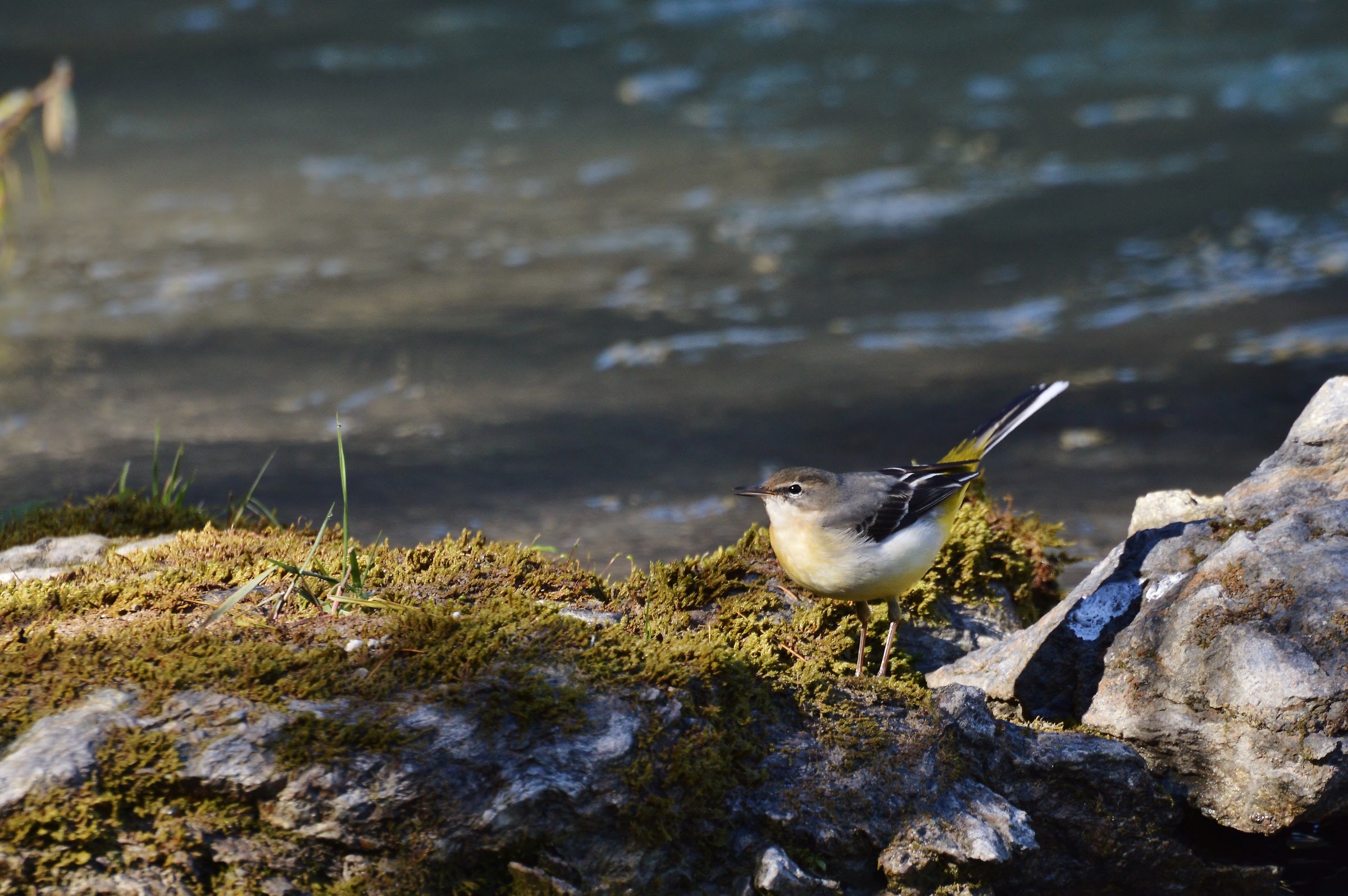 ballerina gialla- 20-ottobre-2015