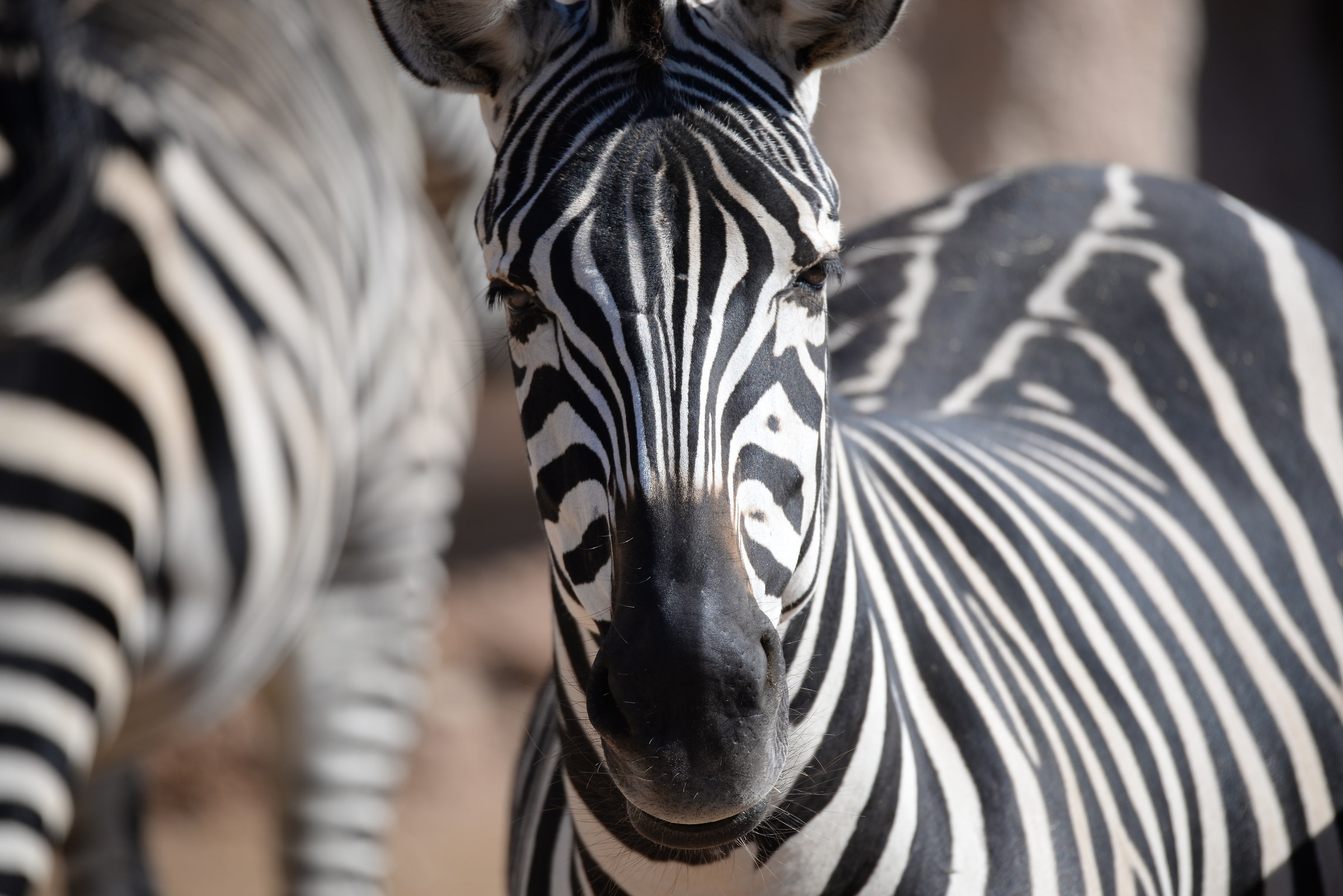 Zebra
