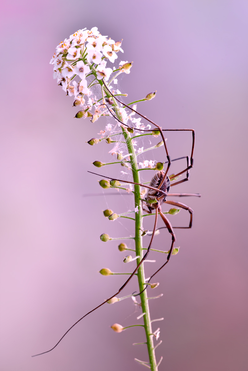 Nature creates its own universe